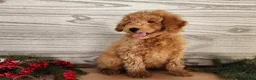 Mini Goldendoodle dogs for sale: Houston - Ad 2