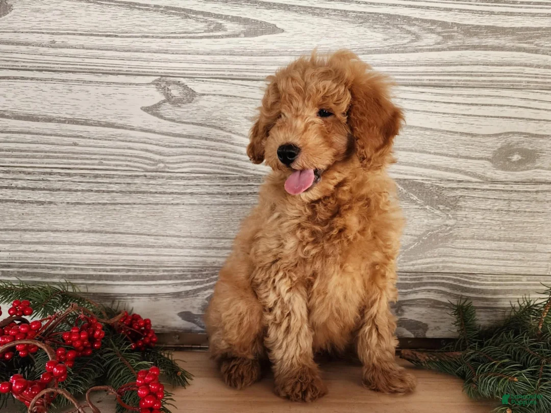 Mini Goldendoodle dogs for sale: Houston - Ad 2