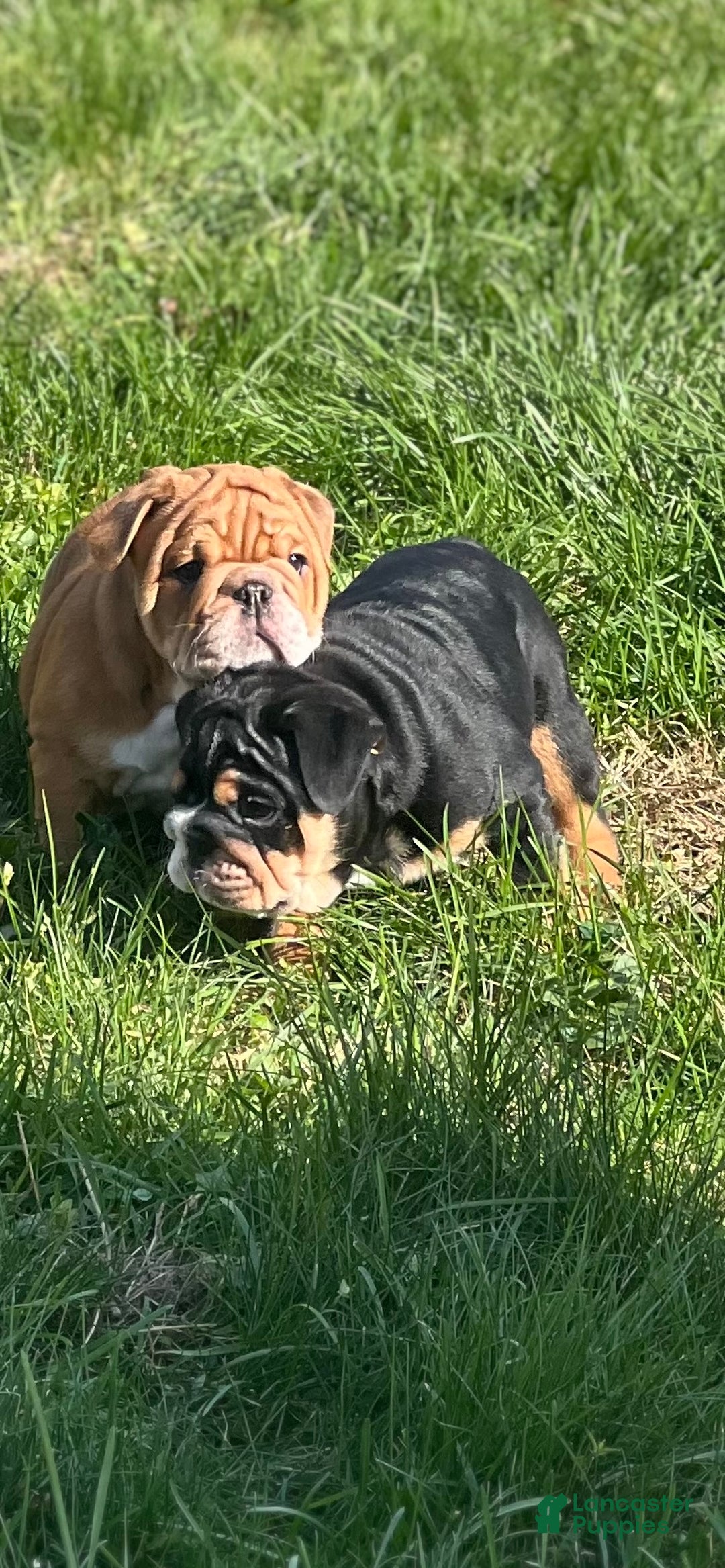 English Bulldog dogs for sale: English Bulldog litter of 5 puppies - Ad 16