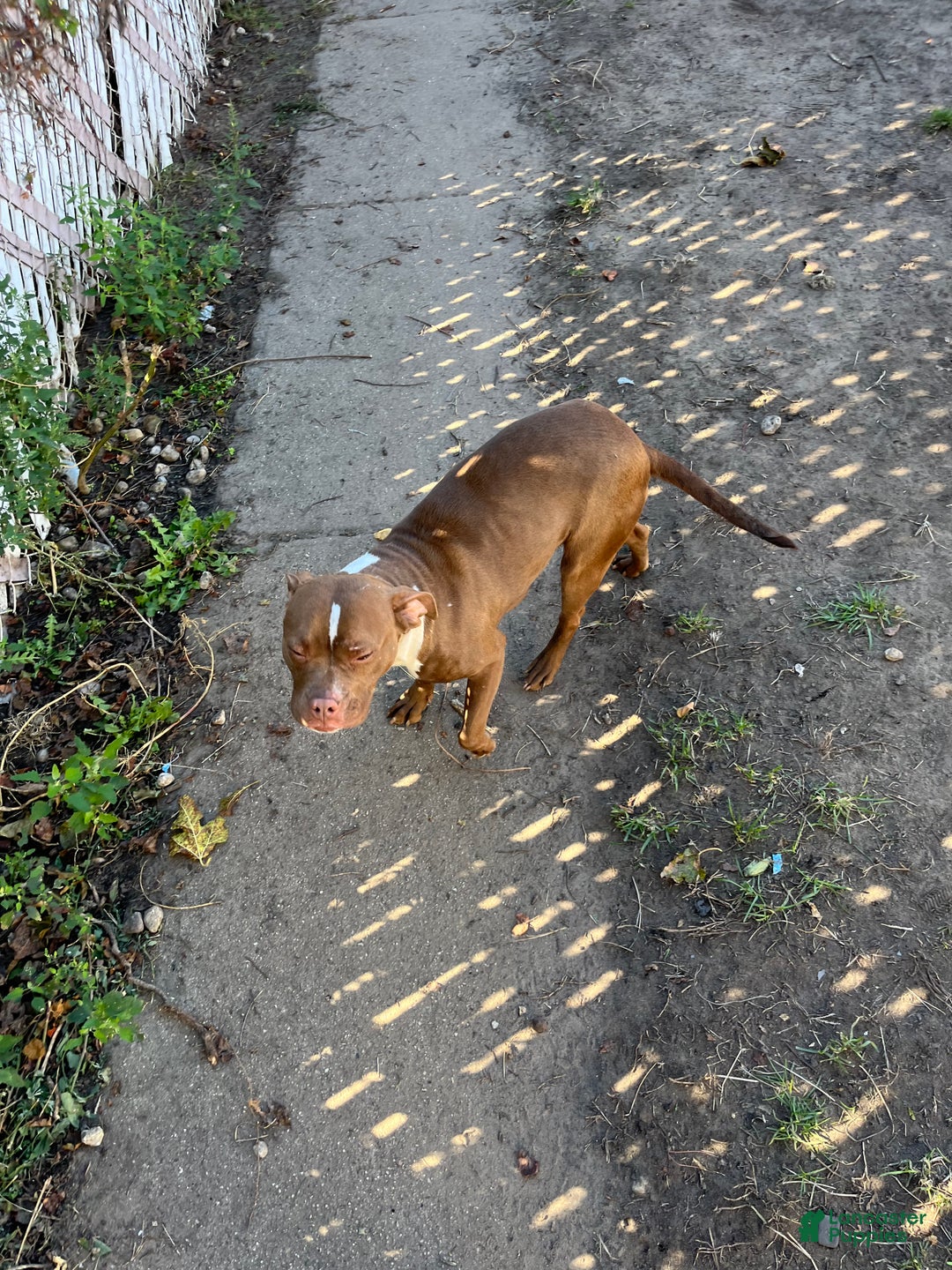 American Pit Bull Terrier dogs for sale: American Pit Bull Terrier Puppy 1 - Ad 2