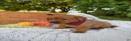 Labrador Retriever dogs for sale: Honey - Ad 4