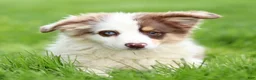 Miniature Australian Shepherd dogs for sale: Jane - Ad 1