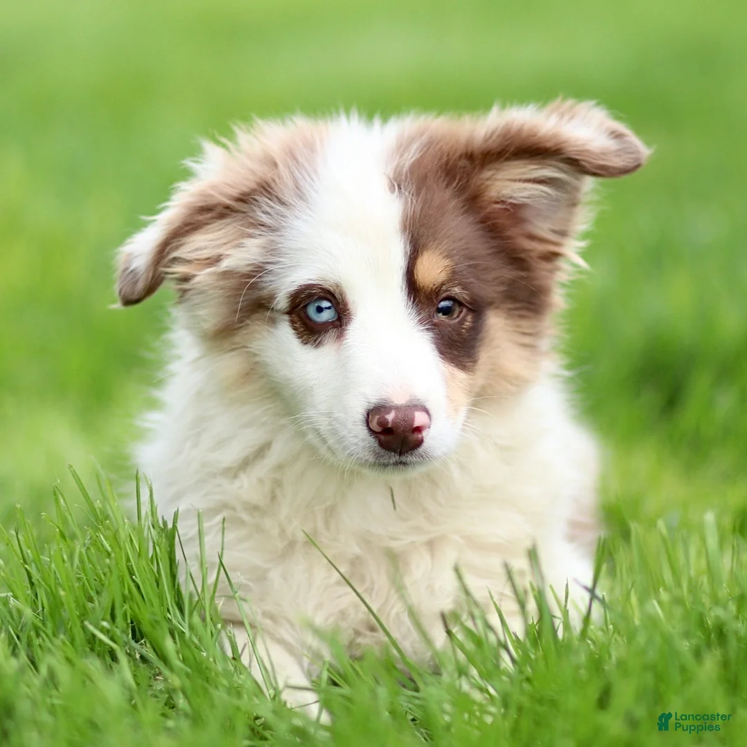 Miniature Australian Shepherd dogs for sale: Jane - Ad 1