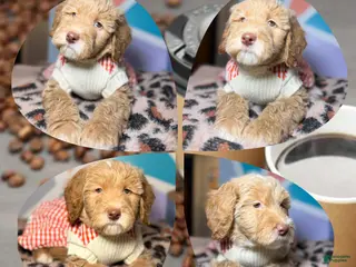 Goldendoodle dogs Espresso - Ad 12