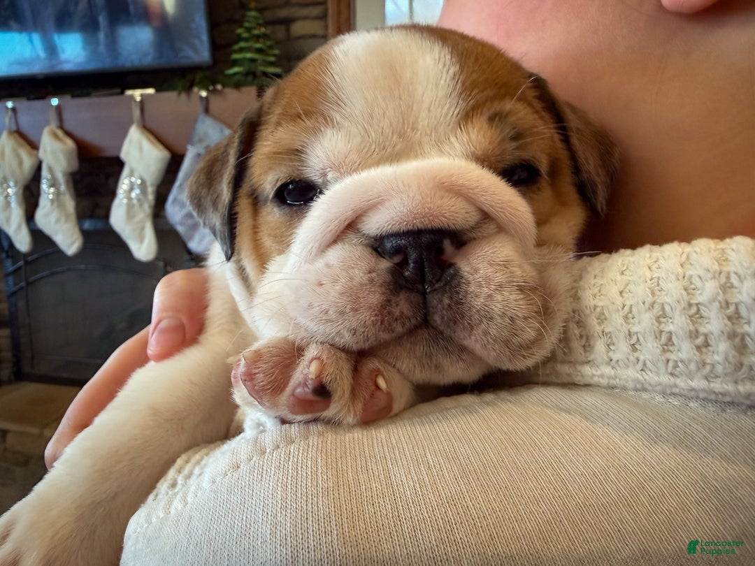 English Bulldog dogs for sale: Mia - Ad 2