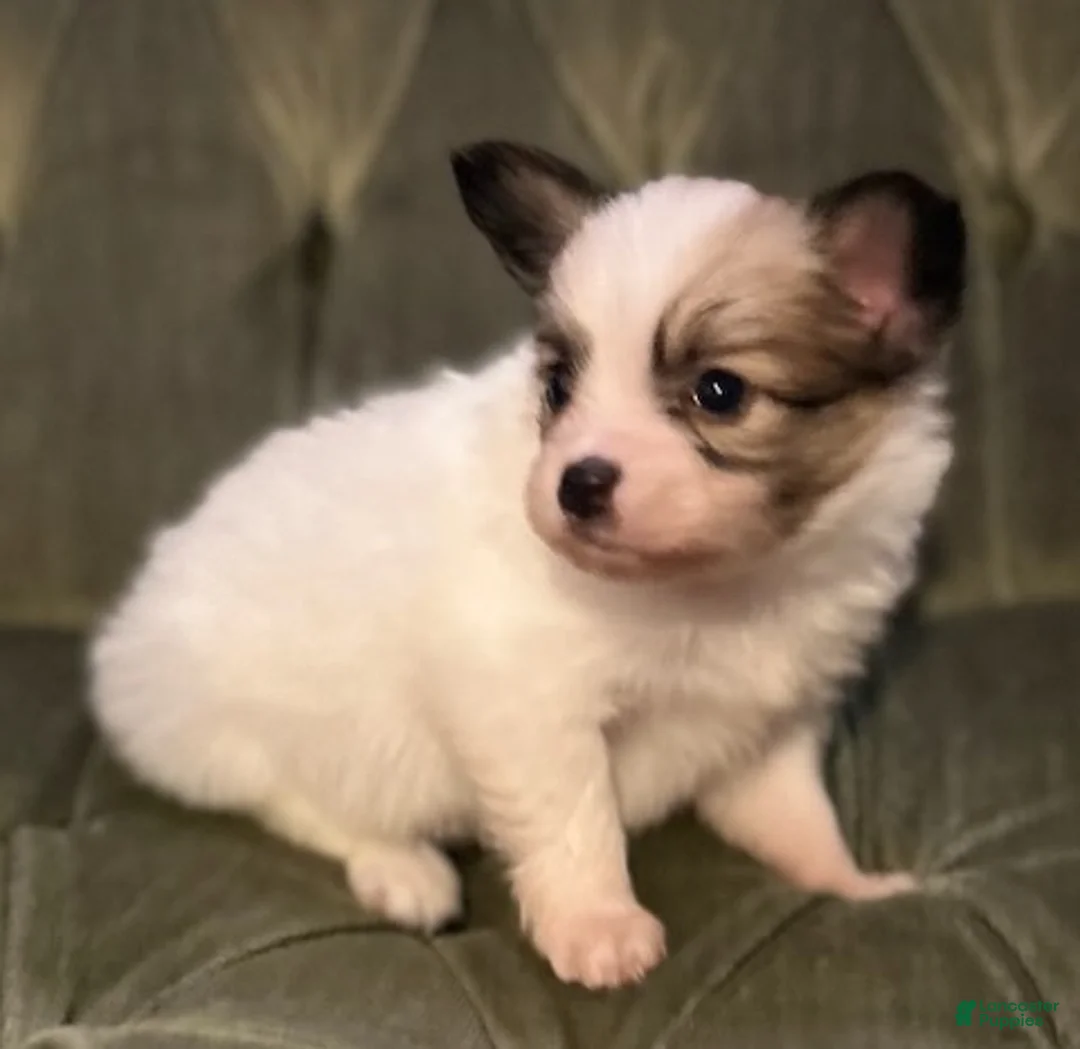 Papillon dogs for sale: Luke - Ad 11