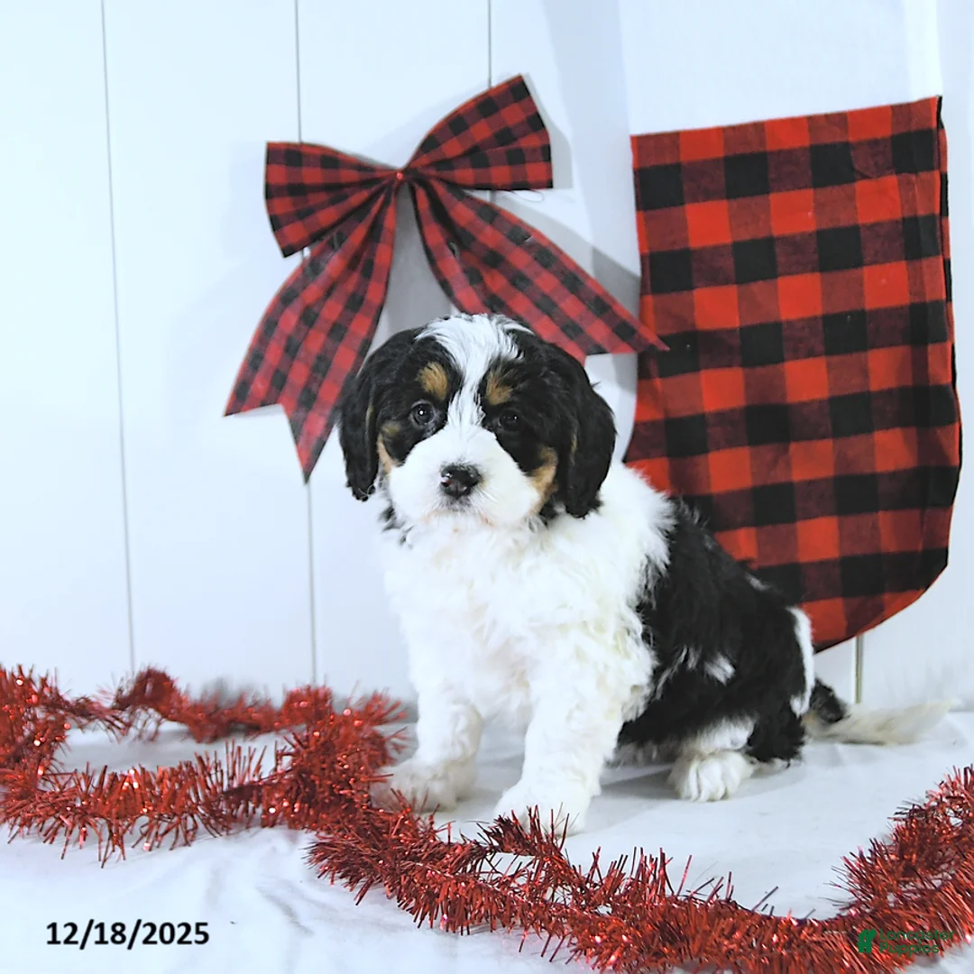 Mini Bernedoodle dogs for sale: Sylvester - Ad 5