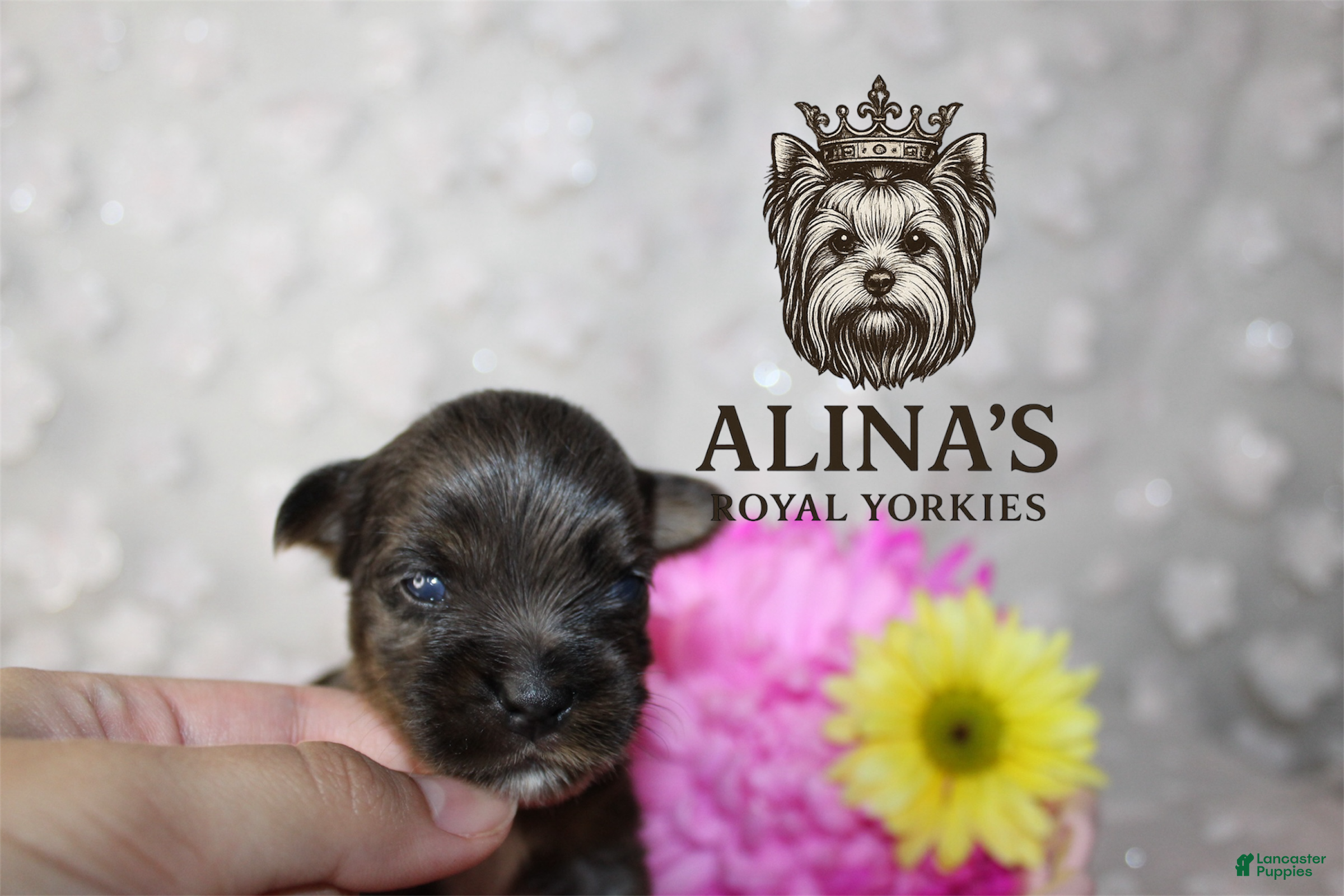 Yorkshire Terrier dogs Olaf - Ad 1