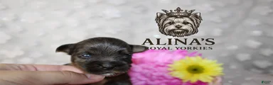 Olaf