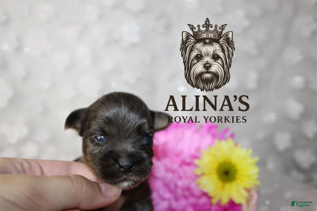 Yorkshire Terrier dogs for sale: Olaf - Ad 1