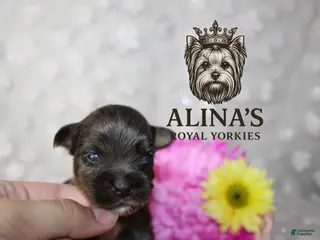Yorkshire Terrier dogs for sale: Olaf - Ad 2
