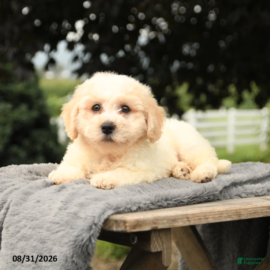 Bichon Frise dogs Liberty - Ad 2
