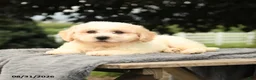 Bichon Frise dogs for sale: Liberty - Ad 2