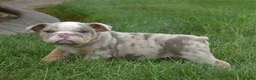 English Bulldog dogs for sale: Henry - Ad 3