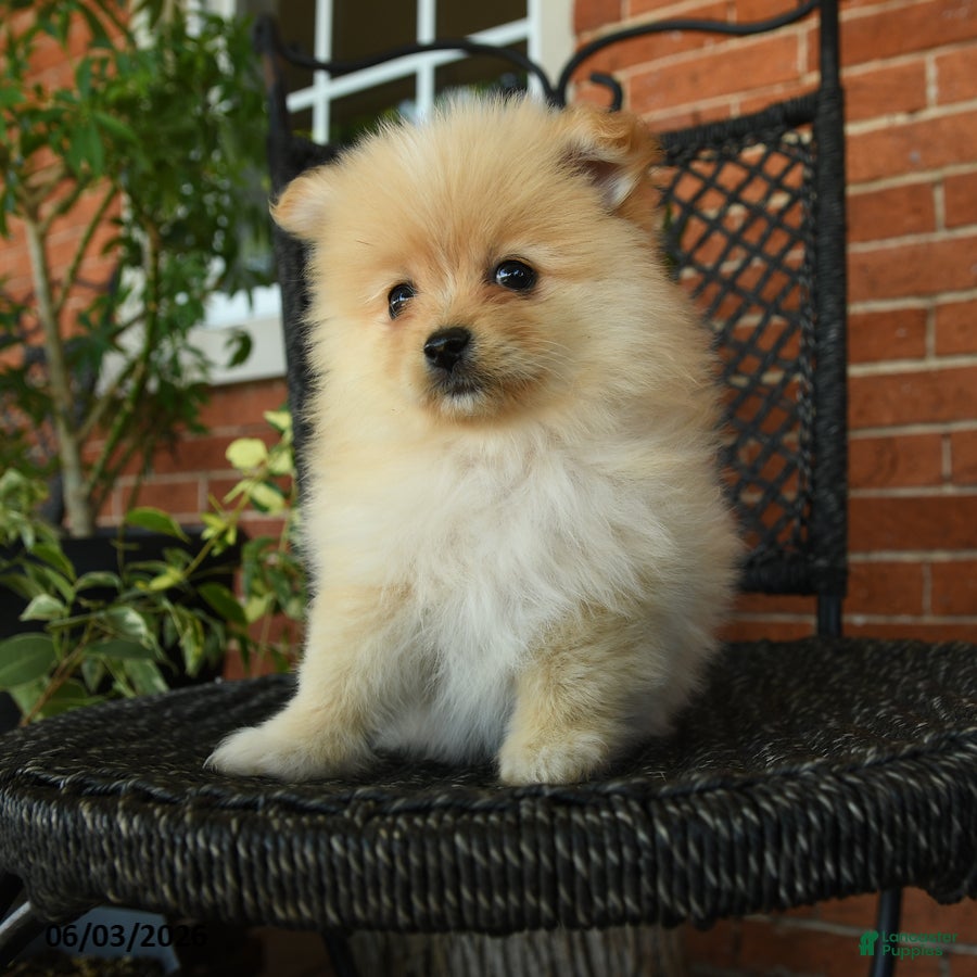 Pomeranian dogs for sale: Gypsy - Ad 1