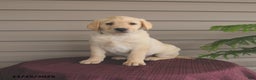 Labrador Retriever dogs for sale: Jules - Ad 3