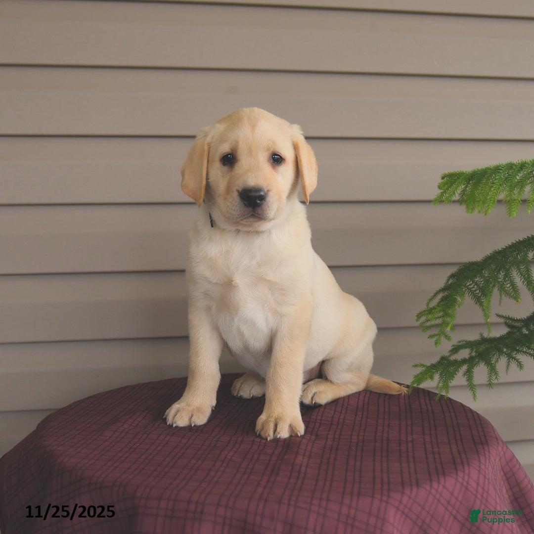 Labrador Retriever dogs for sale: Jules - Ad 3