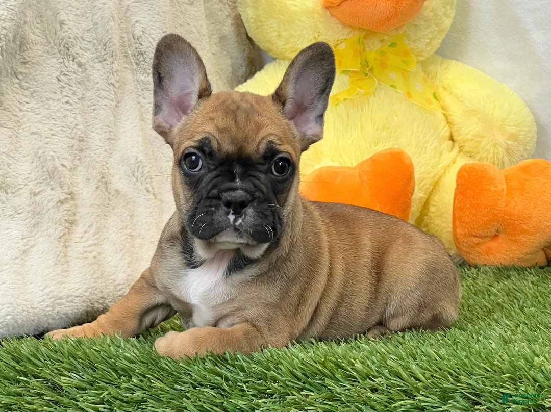 French Bulldog dogs for sale: Delilah - Ad 1