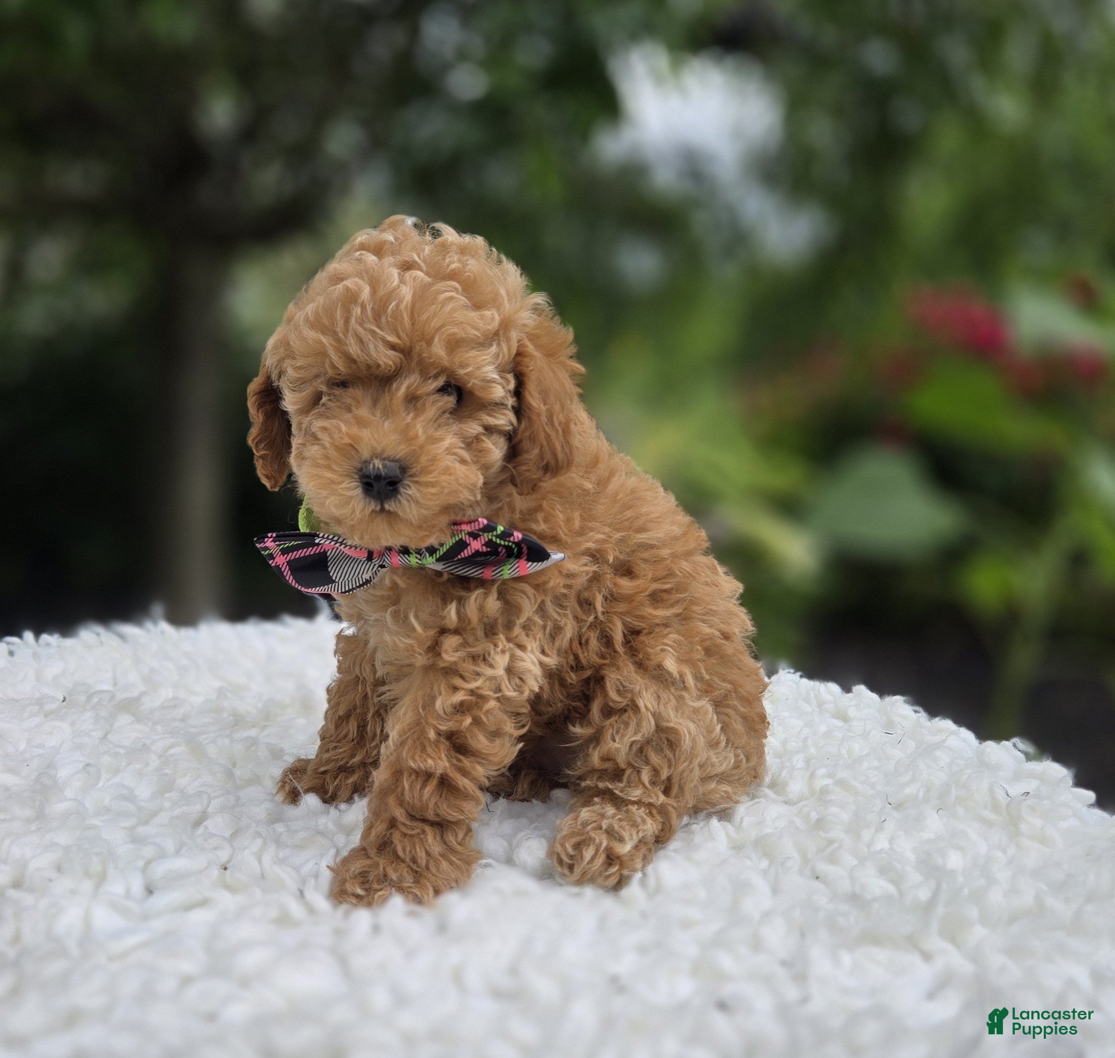 Miniature Poodle dogs Beth - Ad 1