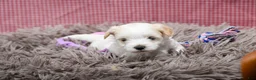 Maltipoo dogs for sale: Jack - Ad 8