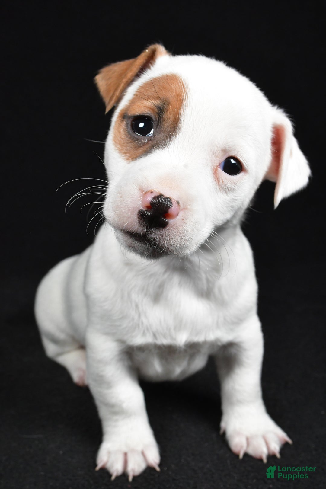 Jack Russell Terrier dogs for sale: Spots - Ad 8
