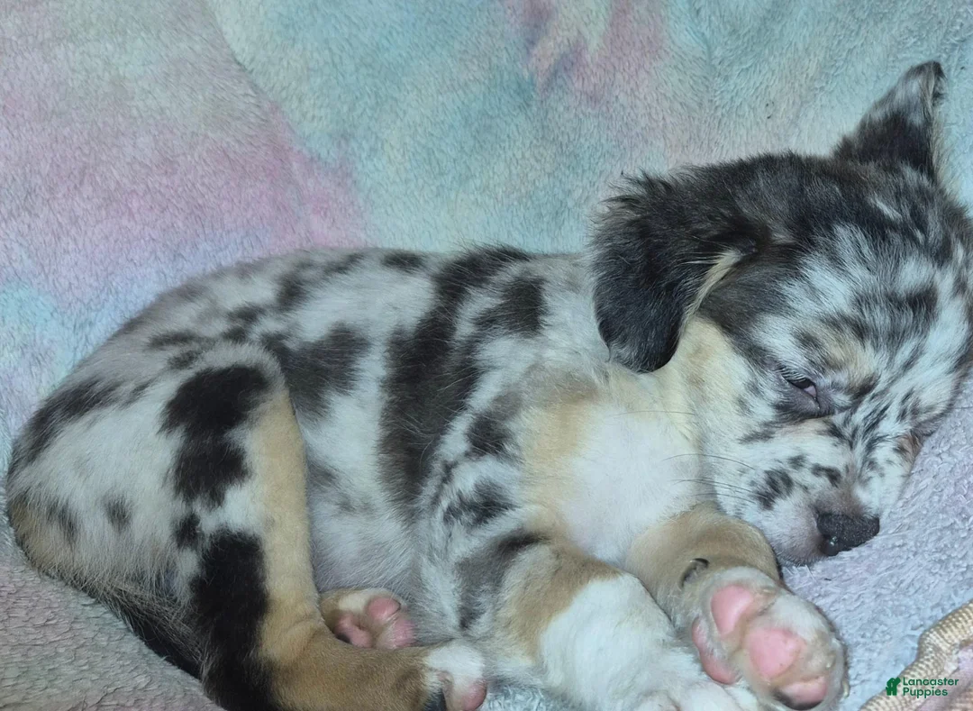 Mixed Breed dogs for sale: Koda - Ad 2