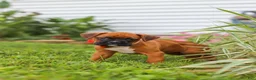 Boxer dogs for sale: Rascal - Ad 14