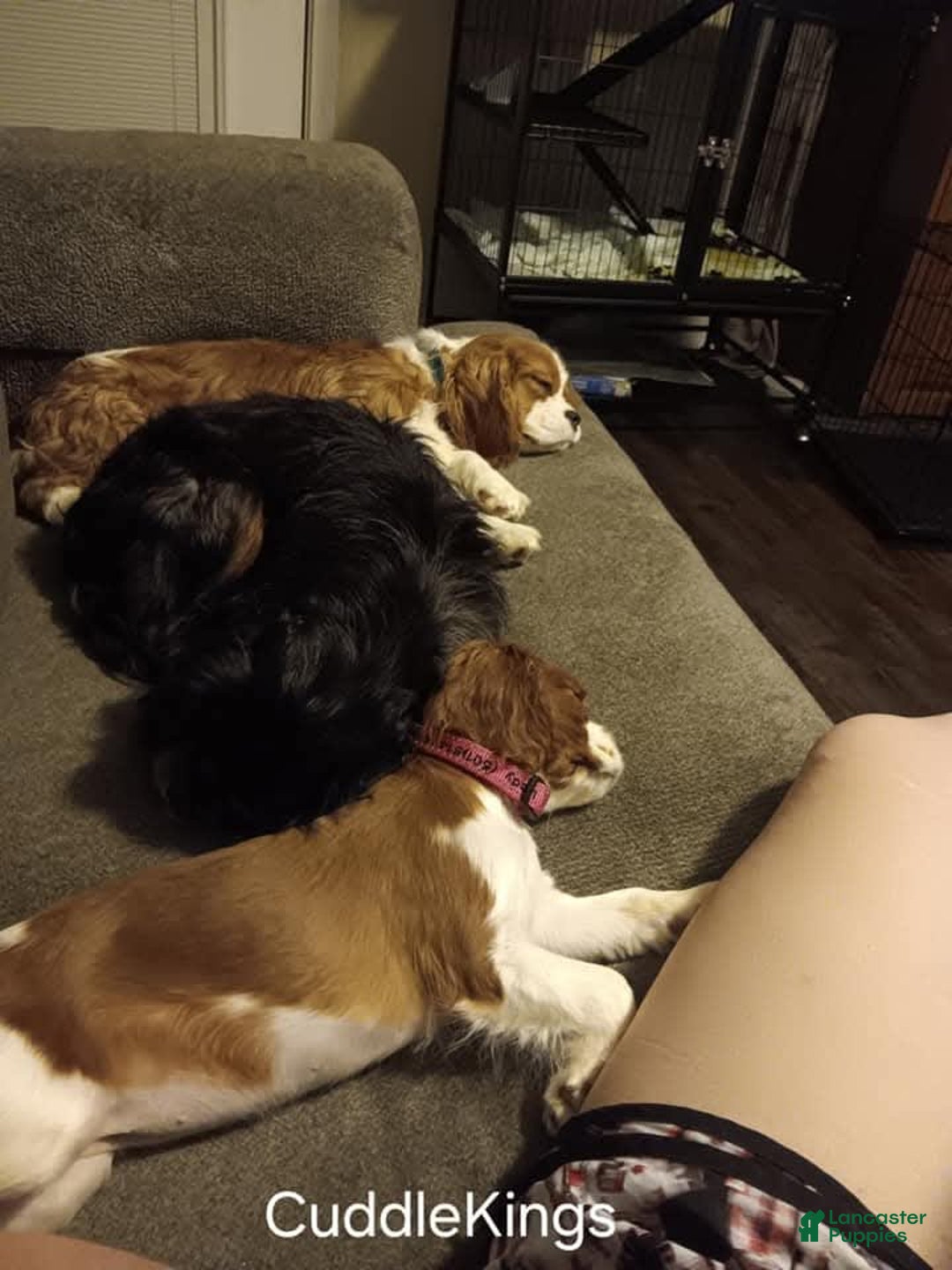 Gallery Image {{count}}