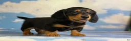 Miniature Dachshund dogs for sale: Akc Kinder LH OFA PRA clear Chocolate carrier  - Ad 5
