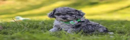 Miniature Poodle dogs for sale: Mason - Ad 4