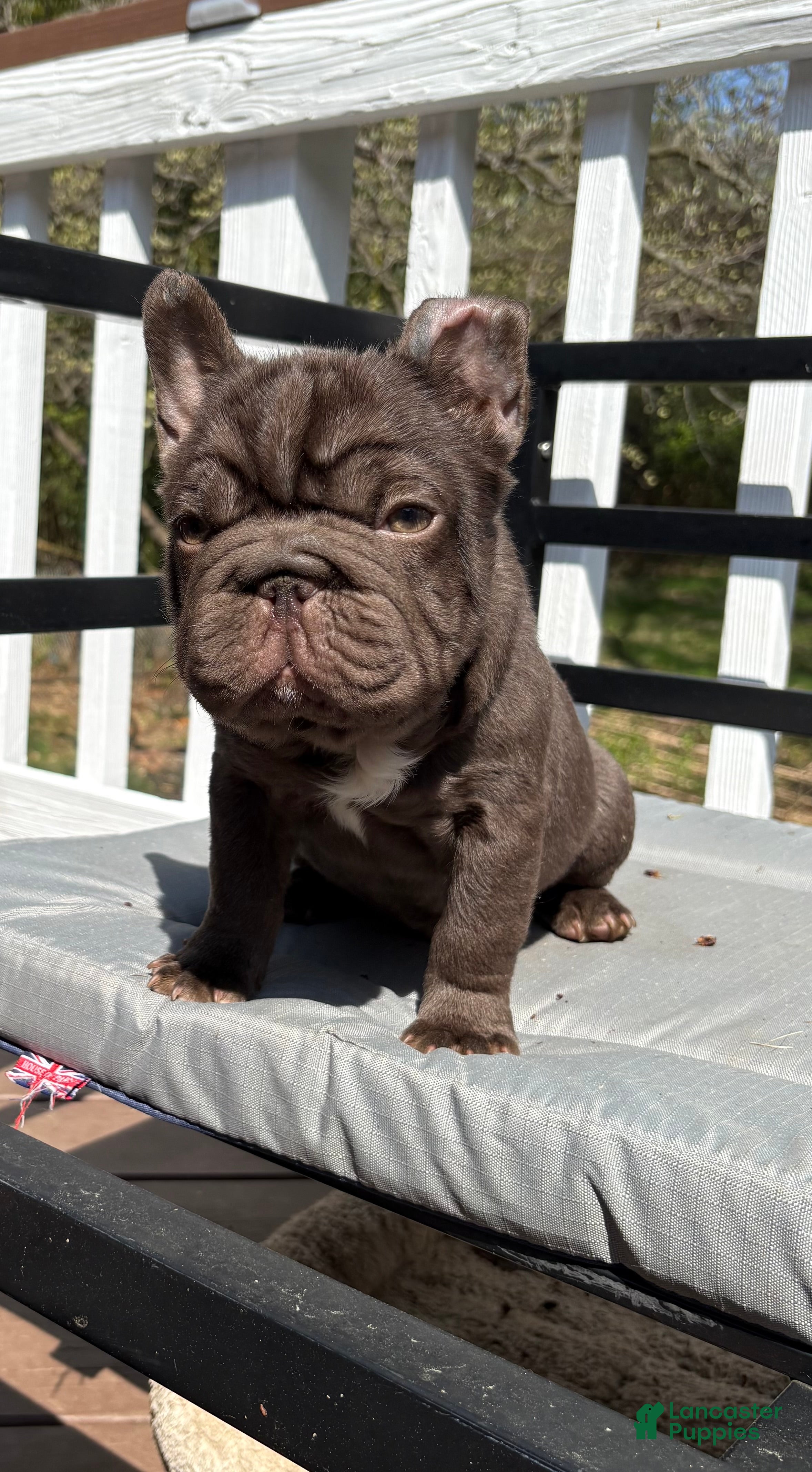 French Bulldog dogs Bean, - Ad 1
