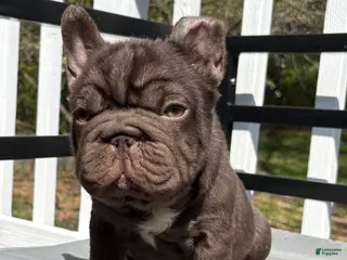 French Bulldog dogs for sale: Bean, - Ad 2