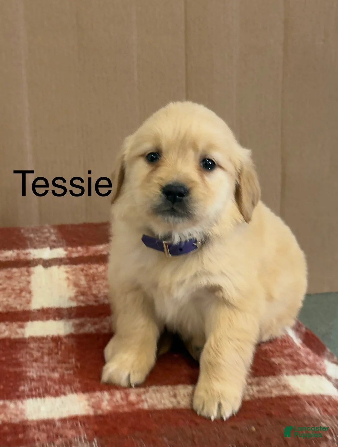 Golden Retriever dogs for sale: Tessie - Ad 1