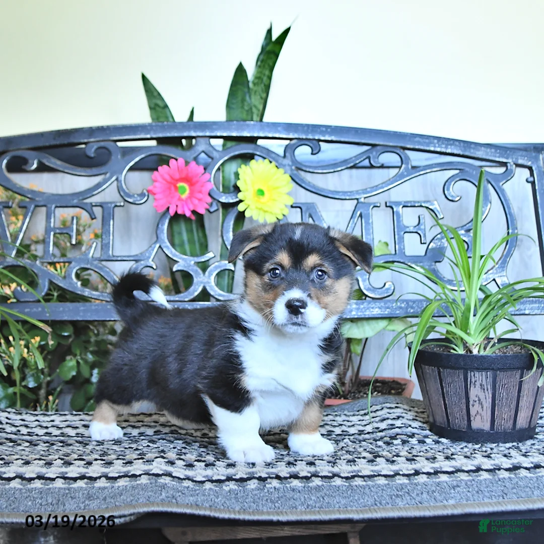 Welsh Corgi Pembroke dogs for sale: Skipper - Ad 2