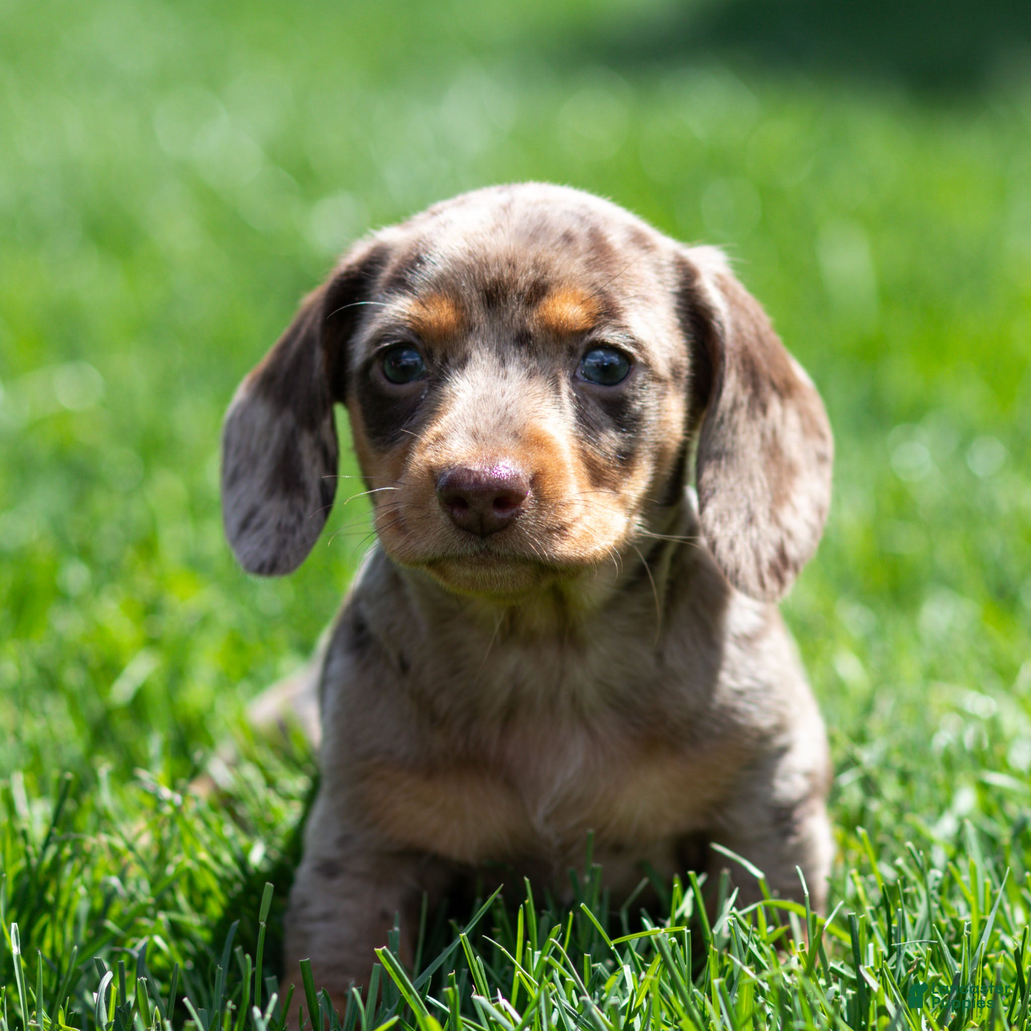 Miniature Dachshund dogs Junie Miniature Dachshund Puppy  - Ad 2