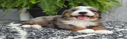 Mini Bernedoodle dogs for sale: Mini Knox - Ad 10