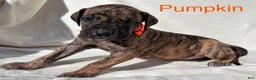 Great Dane dogs for sale: Pumpkin - Ad 5