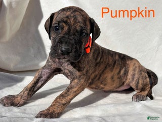 Great Dane dogs - Ad 13