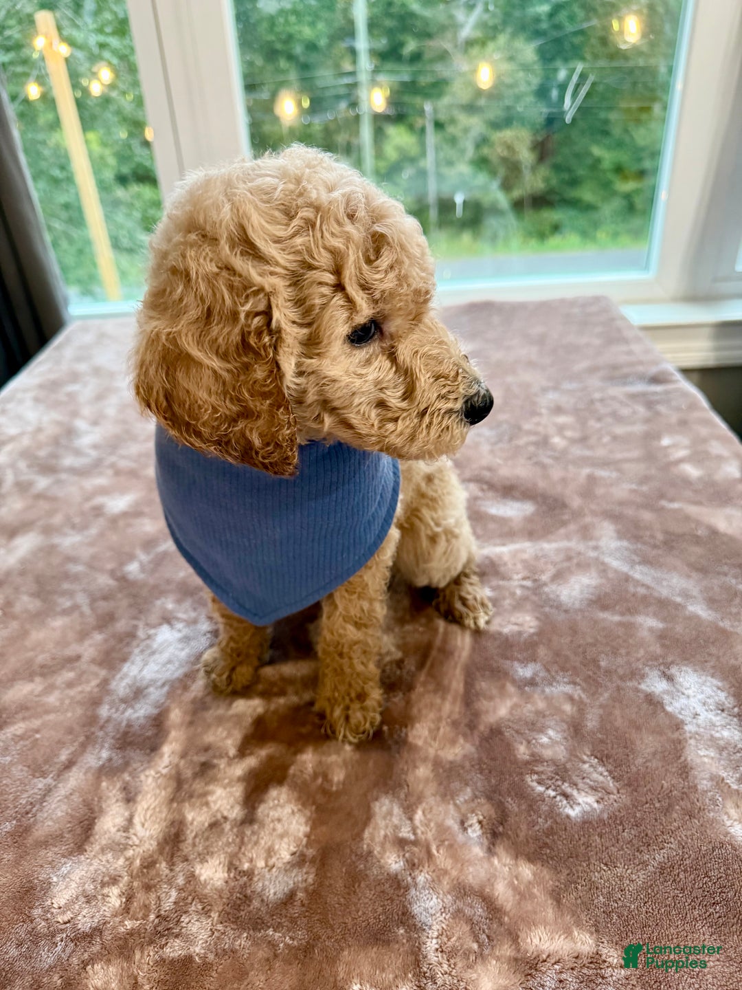 Standard Poodle dogs for sale: Standard Poodle Puppy 1 - Ad 2