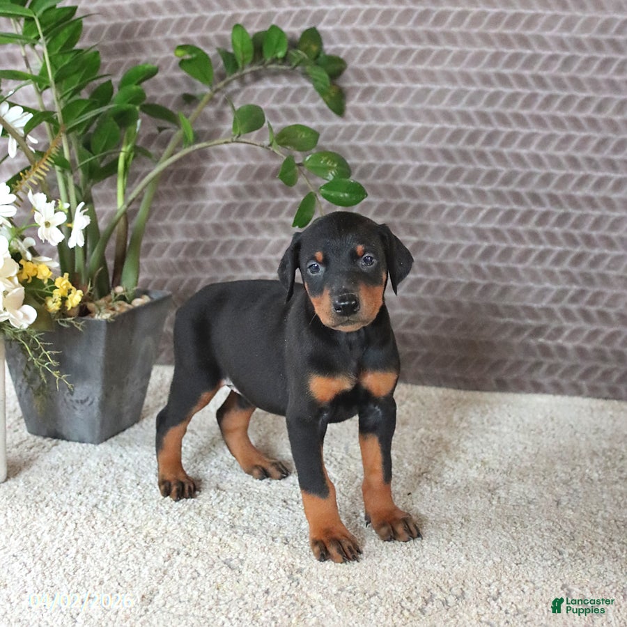 Doberman Pinscher dogs Maya  - Ad 1