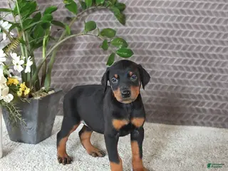 Doberman Pinscher dogs for sale: Maya - Ad 4