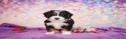 Mini Bernedoodle dogs for sale: Stella - Ad 5