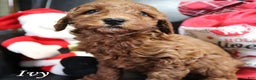 Mini Goldendoodle dogs for sale: Ivy - Ad 1