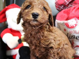 Mini Goldendoodle dogs for sale: Ivy - Ad 3