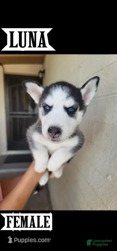 Siberian Husky dogs Luna - Ad 1