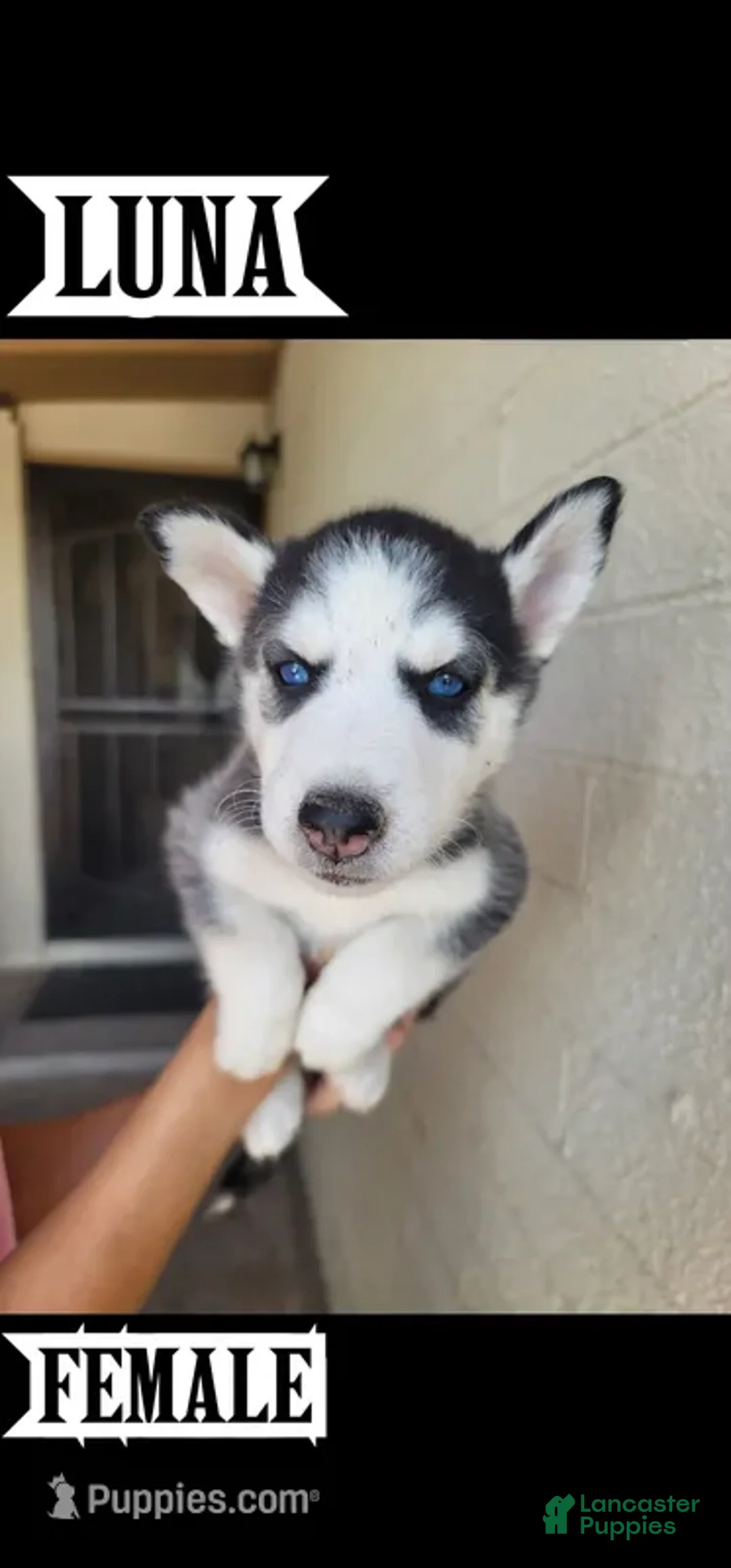 Siberian Husky dogs for sale: Luna - Ad 1