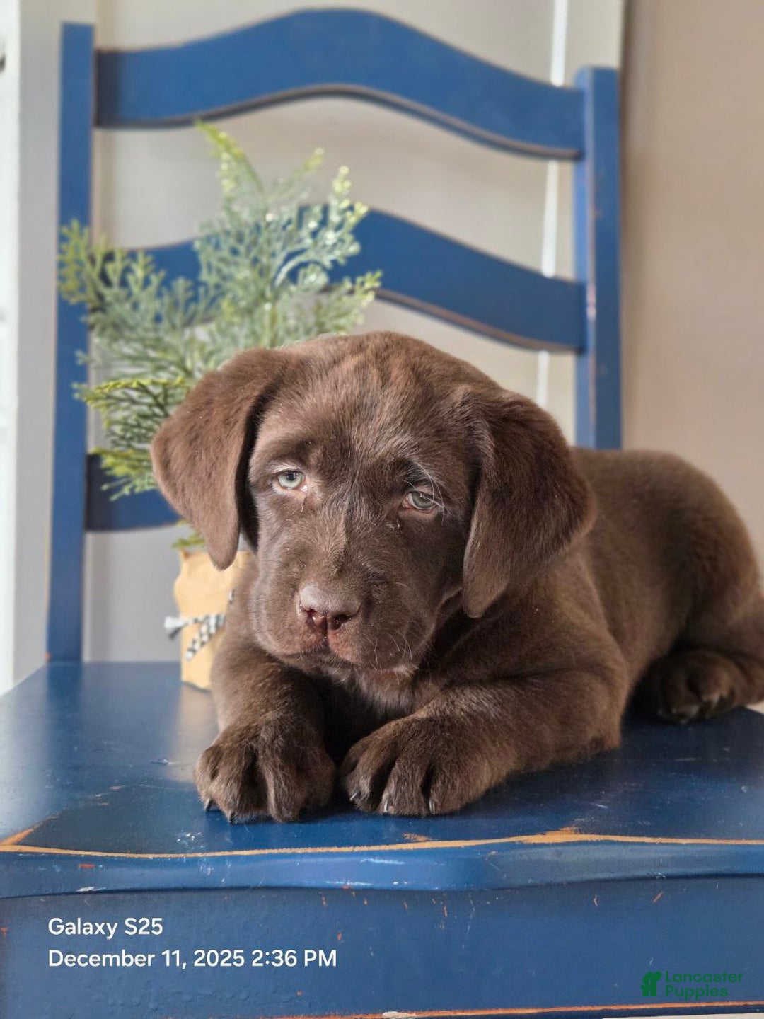 Labrador Retriever dogs for sale: Bella  - Ad 2