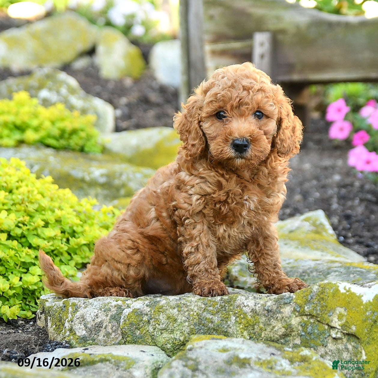 Miniature Poodle dogs Theodore - Ad 1