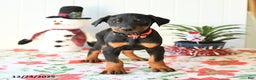 Doberman Pinscher dogs for sale: Button - Ad 2