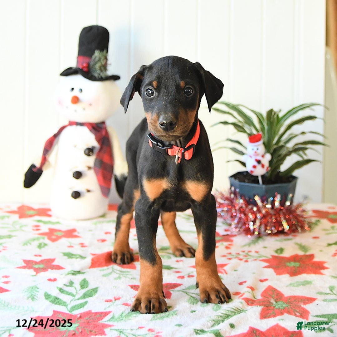 Doberman Pinscher dogs for sale: Button - Ad 2